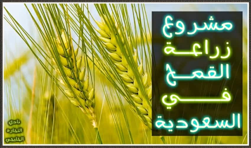 مشروع زراعة القمح في السعودية .. مشروع مربح جدا